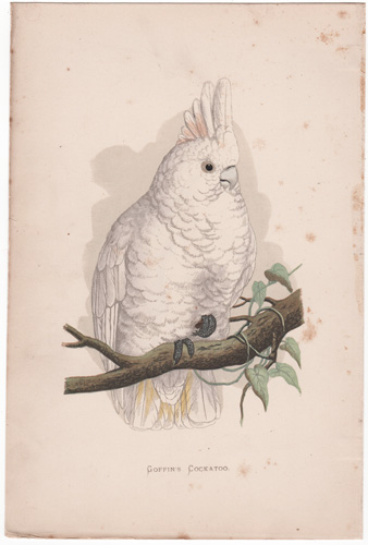 Goffin's Cockatoo